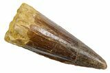 Fossil Spinosaurus Tooth - Real Dinosaur Tooth #349755-1